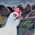 Chicken Pics